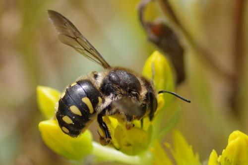 Anthidium septemspinosum